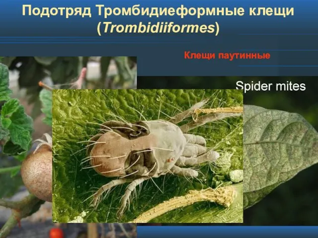 Подотряд Тромбидиеформные клещи (Trombidiiformes) Клещи паутинные