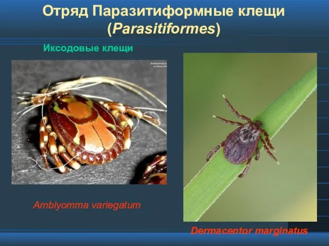 Отряд Паразитиформные клещи (Parasitiformes) Иксодовые клещи