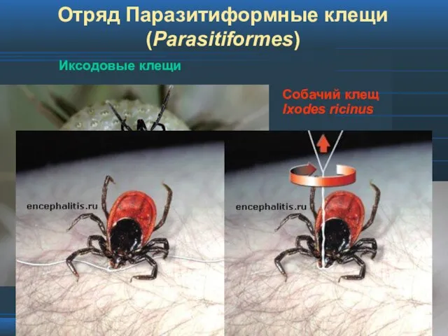 Отряд Паразитиформные клещи (Parasitiformes) Иксодовые клещи Собачий клещ Ixodes ricinus