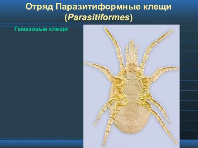 Отряд Паразитиформные клещи (Parasitiformes) Гамазовые клещи