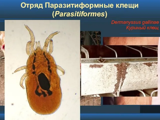 Отряд Паразитиформные клещи (Parasitiformes) Гамазовые клещи Dermanyssus gallinae Куриный клещ