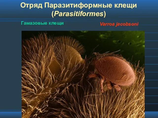 Отряд Паразитиформные клещи (Parasitiformes) Гамазовые клещи Varroa jacobsoni