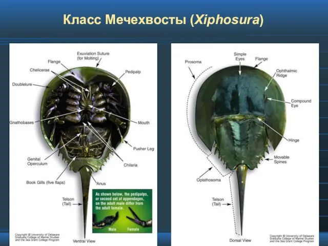 Класс Мечехвосты (Xiphosura)