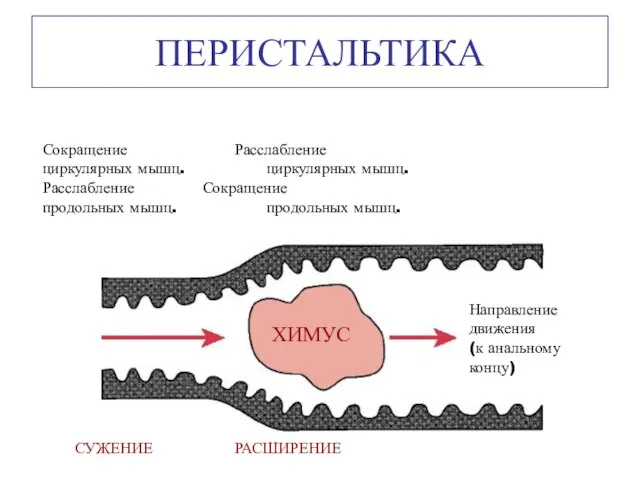 ПЕРИСТАЛЬТИКА Сокращение Расслабление циркулярных мышц. циркулярных мышц. Расслабление Сокращение продольных мышц.