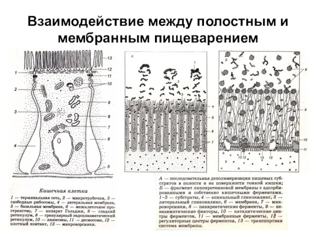 Взаимодействие между полостным и мембранным пищеварением