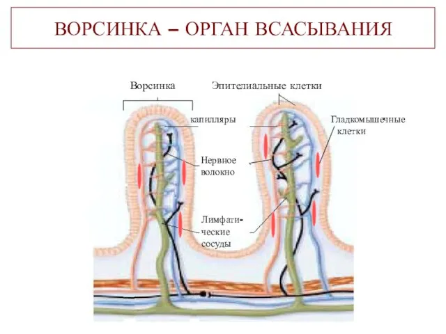 ВОРСИНКА – ОРГАН ВСАСЫВАНИЯ Ворсинка Эпителиальные клетки капилляры Нервное волокно Лимфати- ческие сосуды Гладкомышечные клетки