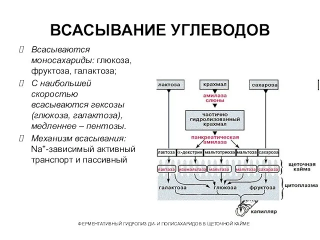 ВСАСЫВАНИЕ УГЛЕВОДОВ Всасываются моносахариды: глюкоза, фруктоза, галактоза; С наибольшей скоростью всасываются