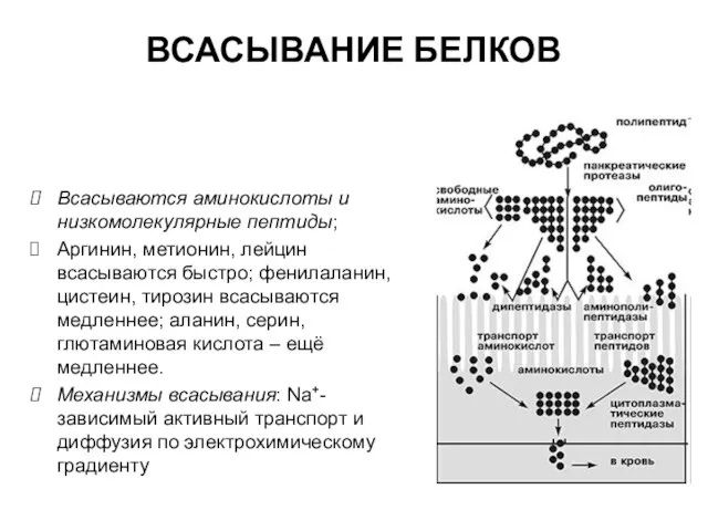 ВСАСЫВАНИЕ БЕЛКОВ Всасываются аминокислоты и низкомолекулярные пептиды; Аргинин, метионин, лейцин всасываются