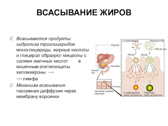 ВСАСЫВАНИЕ ЖИРОВ Всасываются продукты гидролиза триглицеридов: моноглицериды, жирные кислоты и глицерол