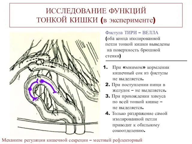 ИССЛЕДОВАНИЕ ФУНКЦИЙ ТОНКОЙ КИШКИ (в эксперименте) Фистула ТИРИ – ВЕЛЛА (оба