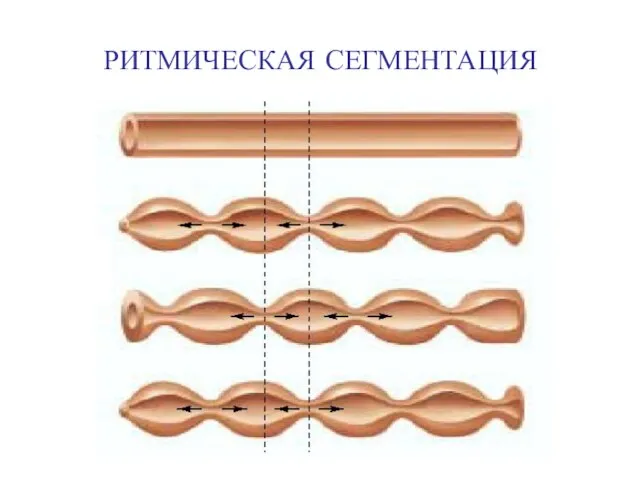 РИТМИЧЕСКАЯ СЕГМЕНТАЦИЯ