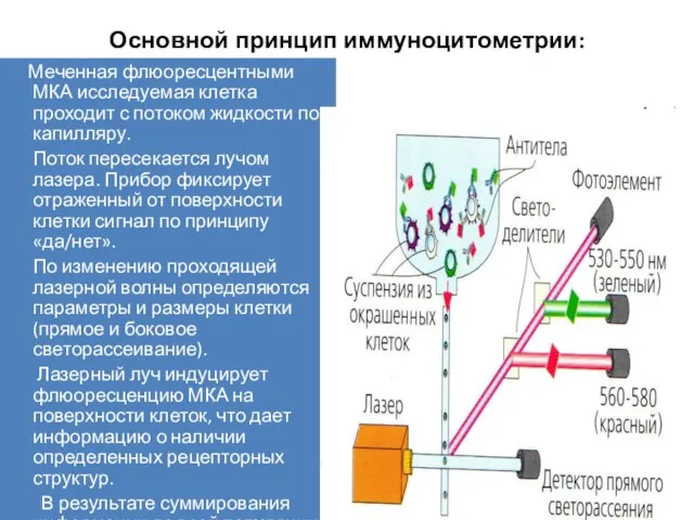 Основной принцип иммуноцитометрии: Меченная флюоресцентными МКА исследуемая клетка проходит с потоком