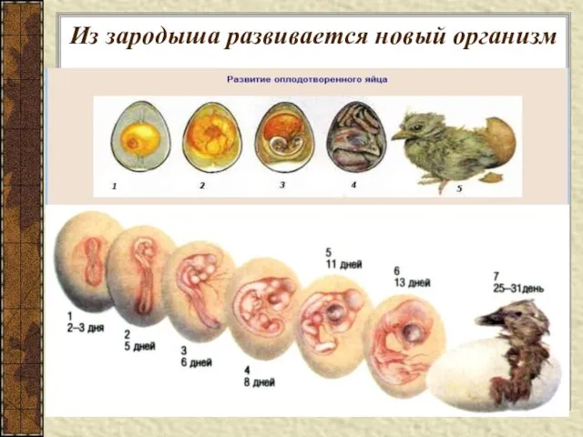 Из зародыша развивается новый организм