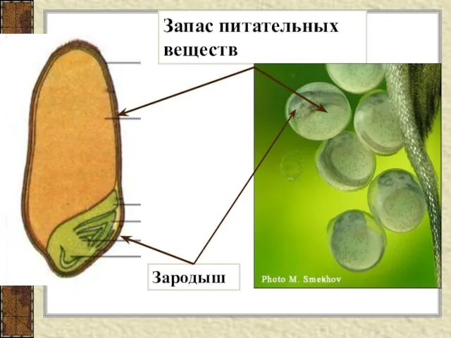 Запас питательных веществ Зародыш