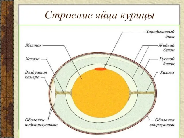 Строение яйца курицы