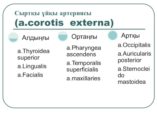 Сыртқы ұйқы артериясы (a.corotis externa)