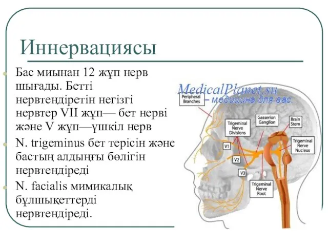 Иннервациясы Бас миынан 12 жұп нерв шығады. Бетті нервтендіретін негізгі нервтер