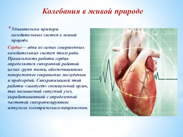 Колебания в живой природе Удивительны примеры колебательных систем в живой природе.