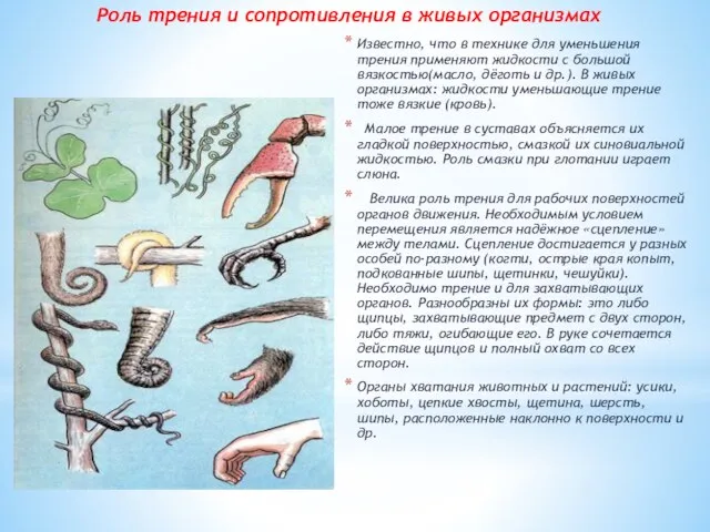 Роль трения и сопротивления в живых организмах Известно, что в технике