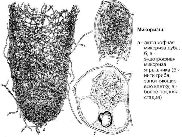 Микоризы: а - эктотрофная микориза дуба; б, в - эндотрофная микориза