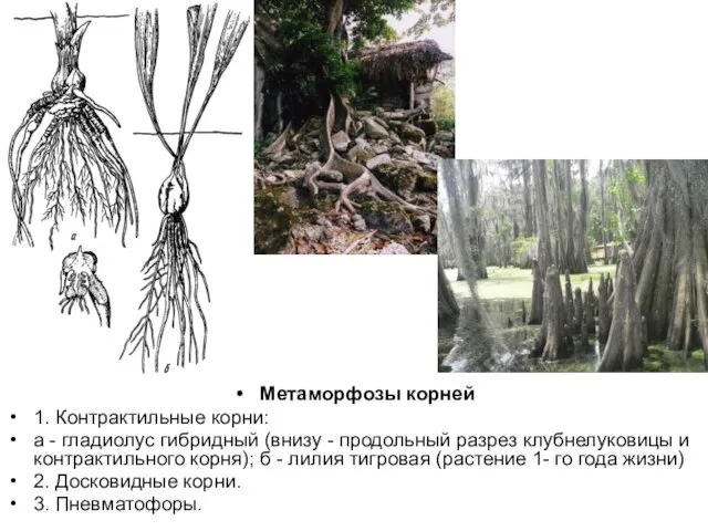 Метаморфозы корней 1. Контрактильные корни: а - гладиолус гибридный (внизу -