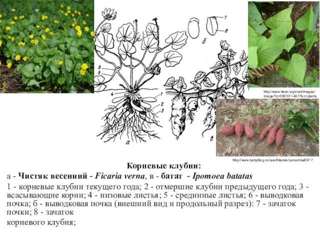 Корневые клубни: а - Чистяк весенний - Ficaria verna, в -