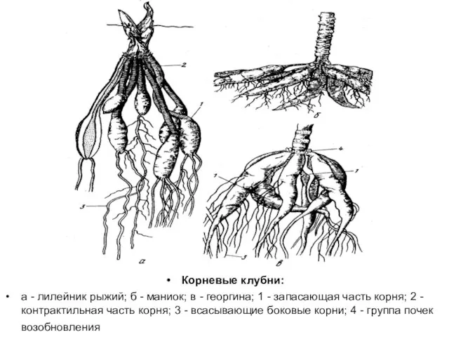 Корневые клубни: а - лилейник рыжий; б - маниок; в -