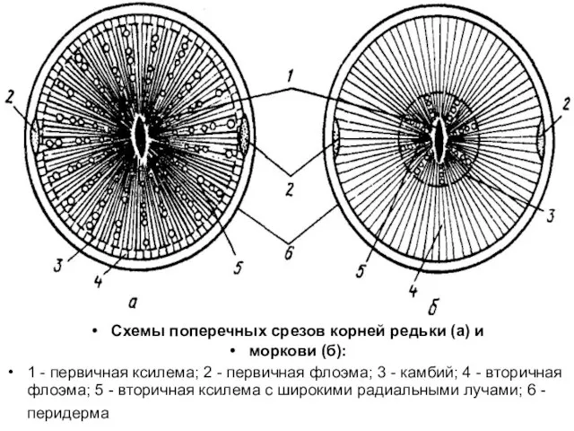 Схемы поперечных срезов корней редьки (а) и моркови (б): 1 -