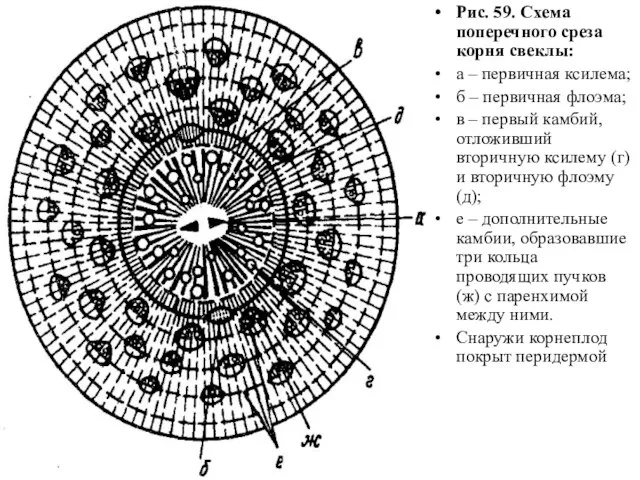 Рис. 59. Схема поперечного среза корня свеклы: а – первичная ксилема;