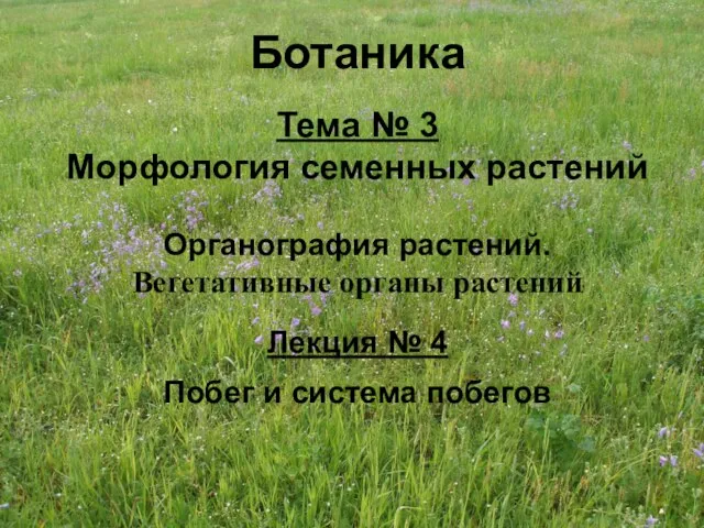 Ботаника Тема № 3 Морфология семенных растений Органография растений. Вегетативные органы