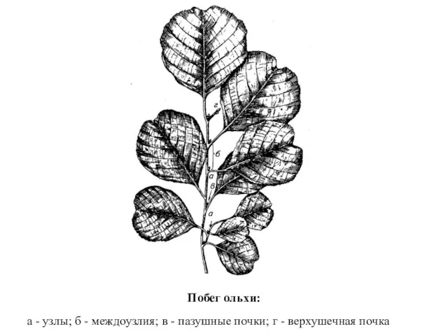 Побег ольхи: а - узлы; б - междоузлия; в - пазушные почки; г - верхушечная почка