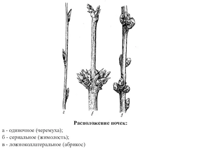 Расположение почек: а - одиночное (черемуха); б - сериальное (жимолость); в - ложноколлатеральное (абрикос)