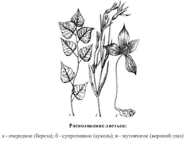 Расположение листьев: а - очередное (береза); б - супротивное (куколь); в - мутовчатое (вороний глаз)