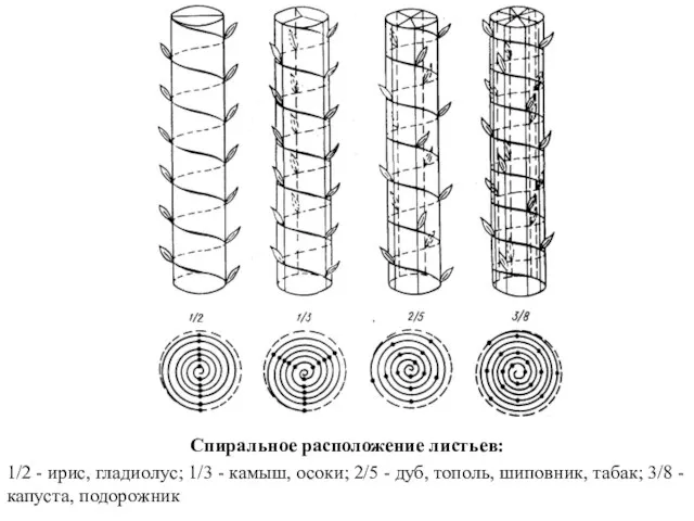 Спиральное расположение листьев: 1/2 - ирис, гладиолус; 1/3 - камыш, осоки;