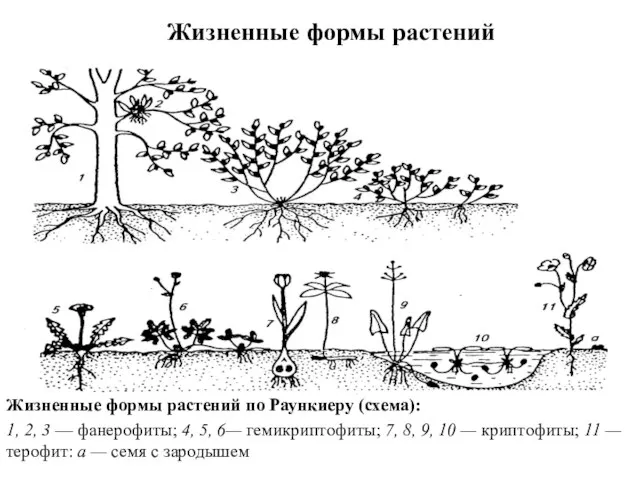 Жизненные формы растений по Раункиеру (схема): 1, 2, 3 — фанерофиты;