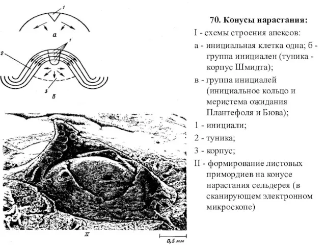 70. Конусы нарастания: I - схемы строения апексов: а - инициальная