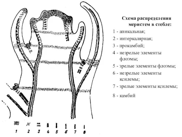 Схема распределения меристем в стебле: 1 - апикальная; 2 - интеркалярная;