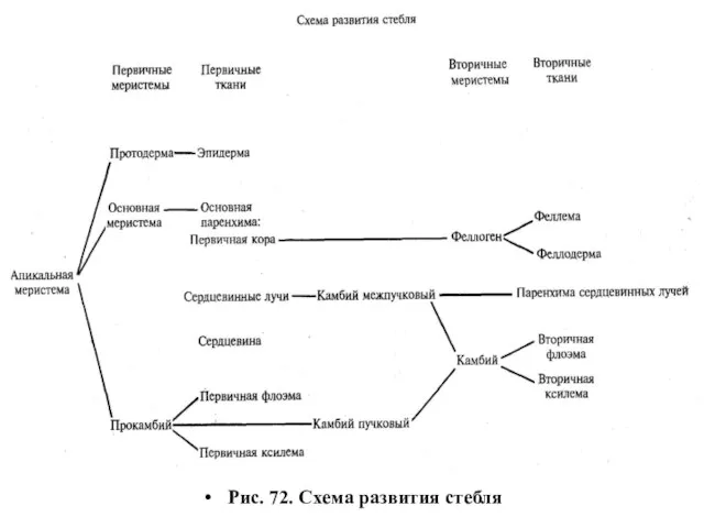 Рис. 72. Схема развития стебля