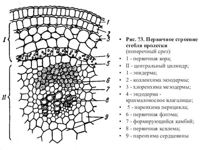 Рис. 73. Первичное строение стебля пролески (поперечный срез): 1 - первичная