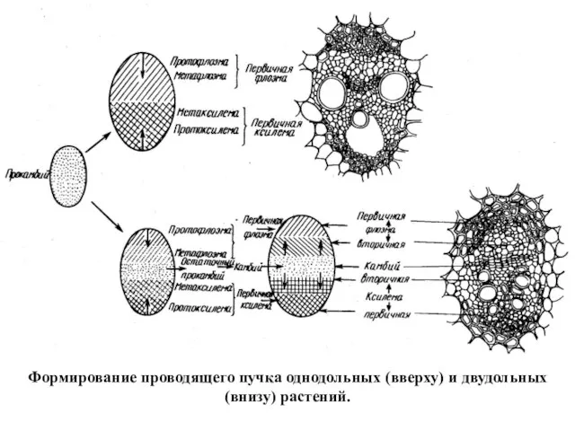 Формирование проводящего пучка однодольных (вверху) и двудольных (внизу) растений.