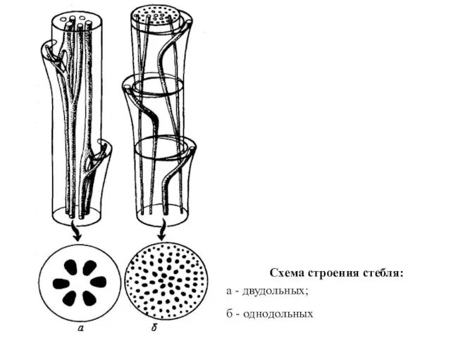 Схема строения стебля: а - двудольных; б - однодольных