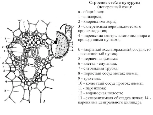 Строение стебля кукурузы (поперечный срез): а - общий вид: 1 -