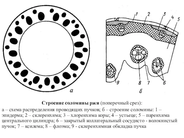 Строение соломины ржи (поперечный срез): а – схема распределения проводящих пучков;