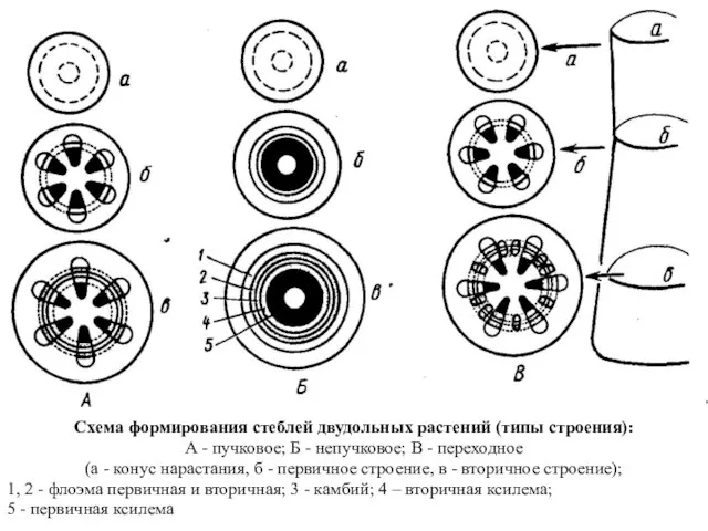 Схема формирования стеблей двудольных растений (типы строения): А - пучковое; Б