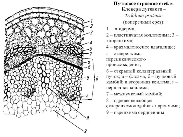 Пучковое строение стебля Клевера лугового – Trifolium pratense (поперечный срез): 1