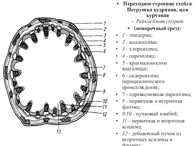 Переходное строение стебля Петру́шка кудря́вая, или курчавая - Petroselinum crispum (поперечный