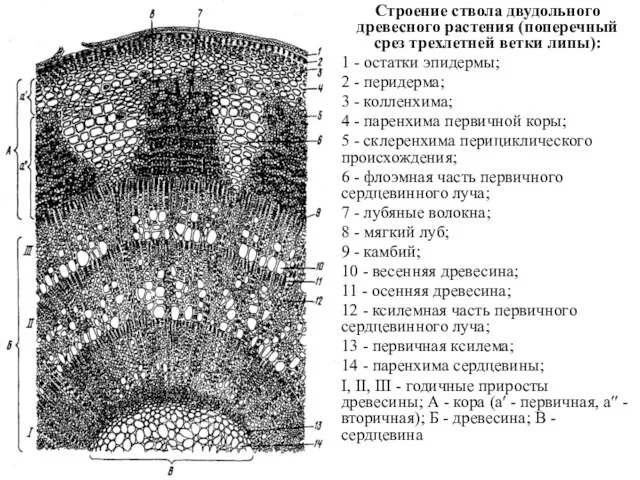 Строение ствола двудольного древесного растения (поперечный срез трехлетней ветки липы): 1