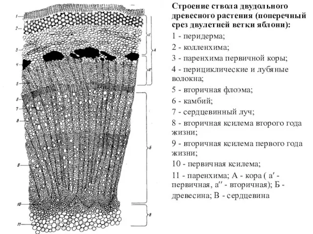 Строение ствола двудольного древесного растения (поперечный срез двулетней ветки яблони): 1