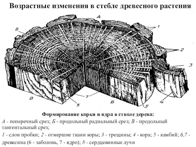 Формирование корки и ядра в стволе дерева: А - поперечный срез;