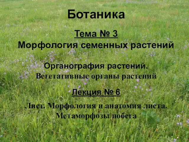 Ботаника Тема № 3 Морфология семенных растений Органография растений. Вегетативные органы